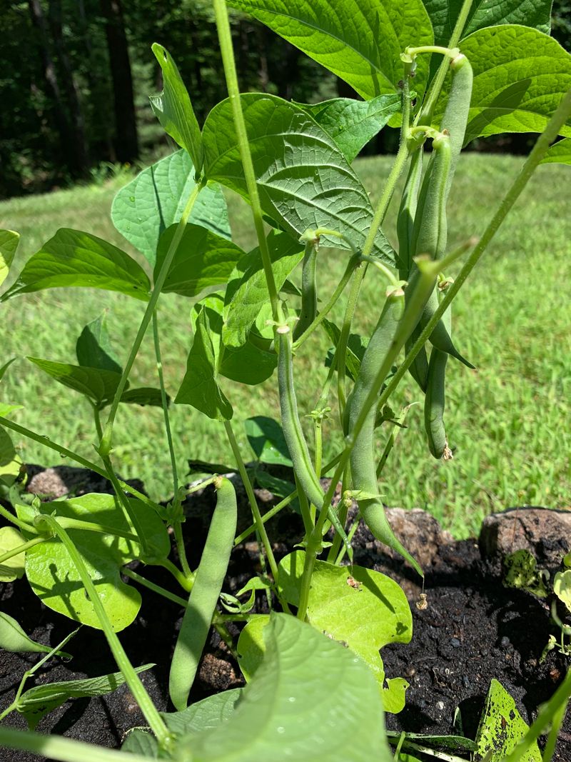 Green Beans (Bush Type)