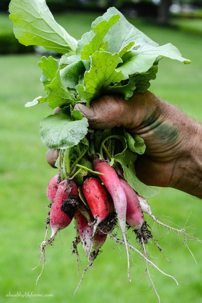 Radishes
