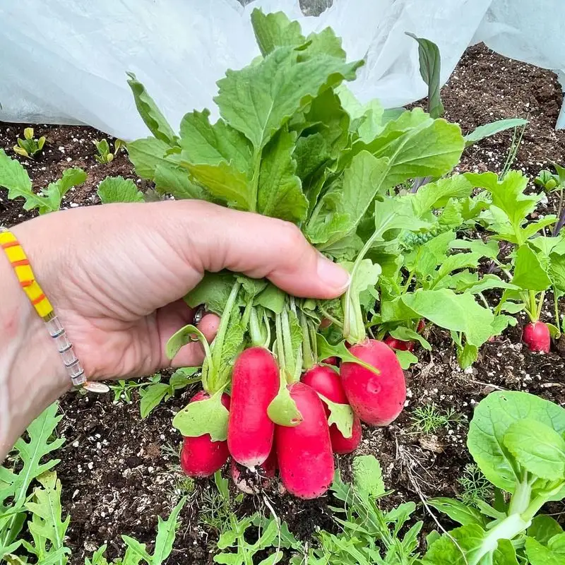 Radishes