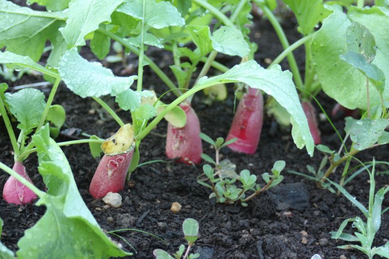 Radishes