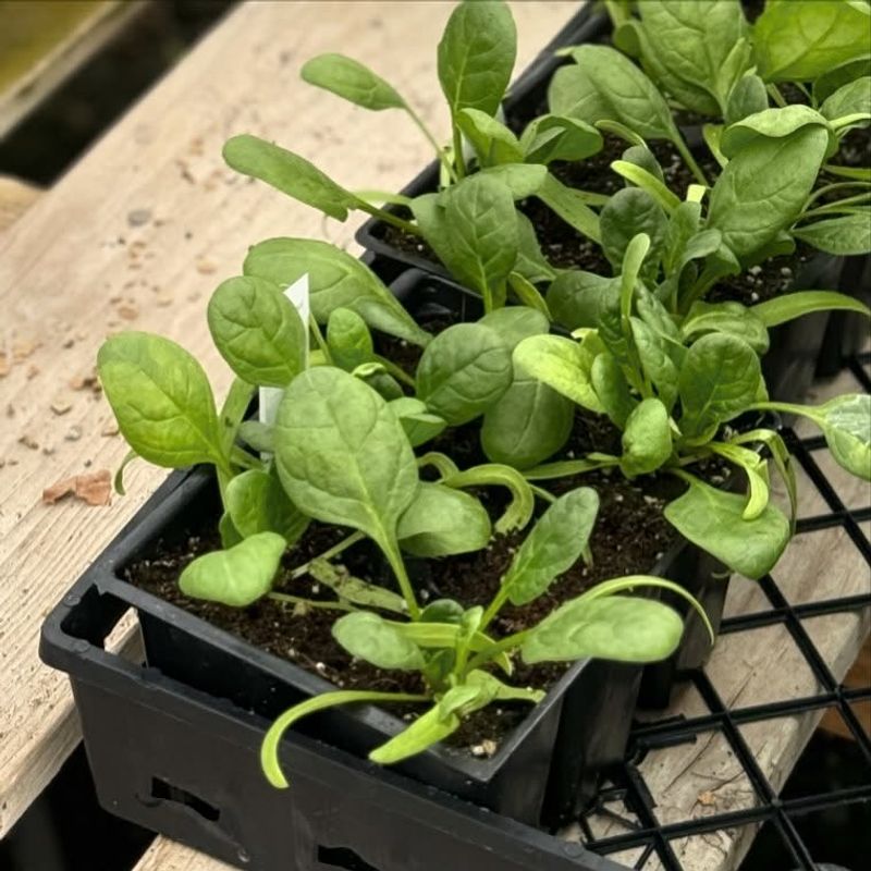 Spinach