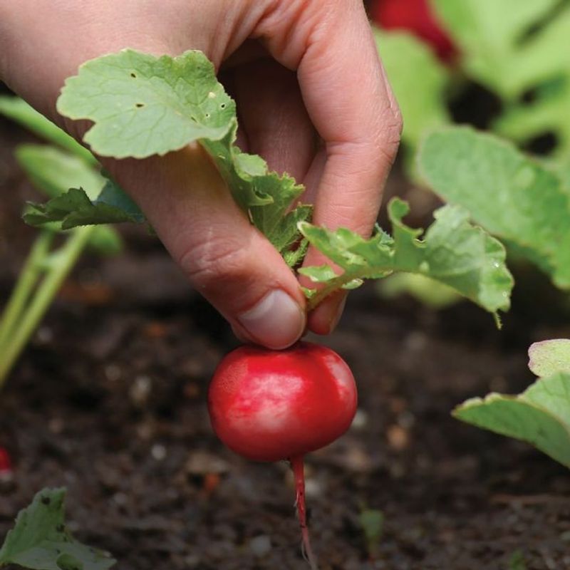 Radishes