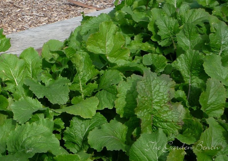 Turnip Greens