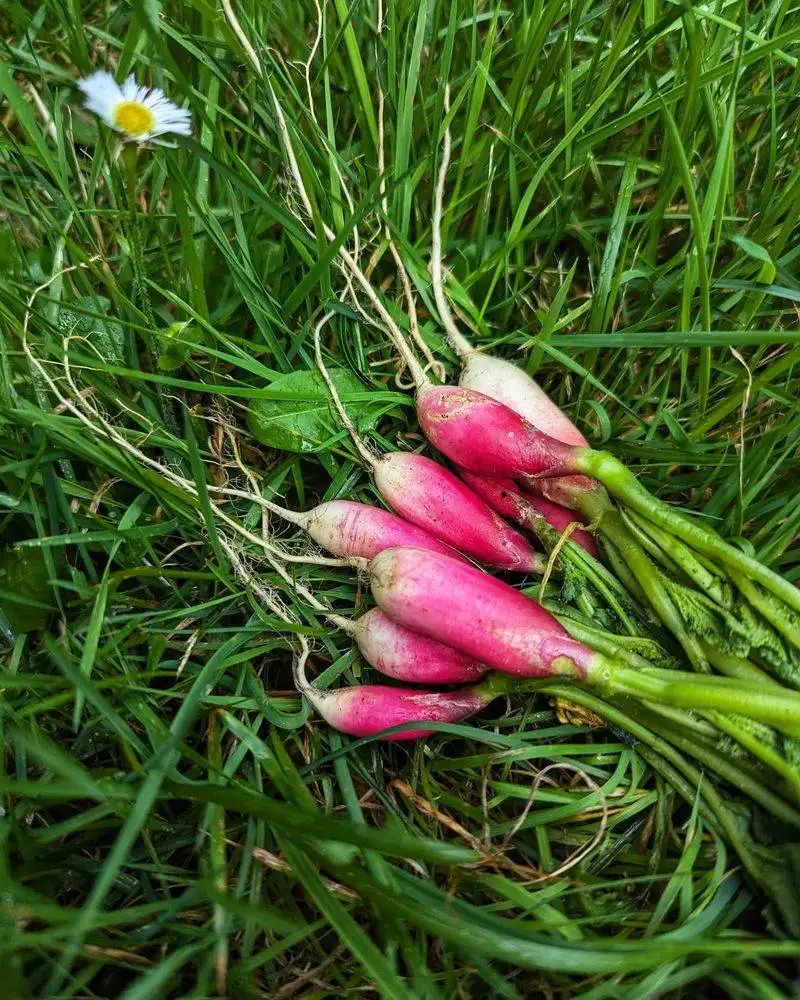 Radishes