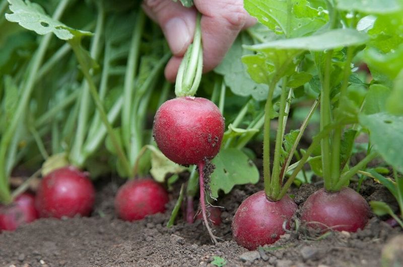 Radishes (Won't Regrow)