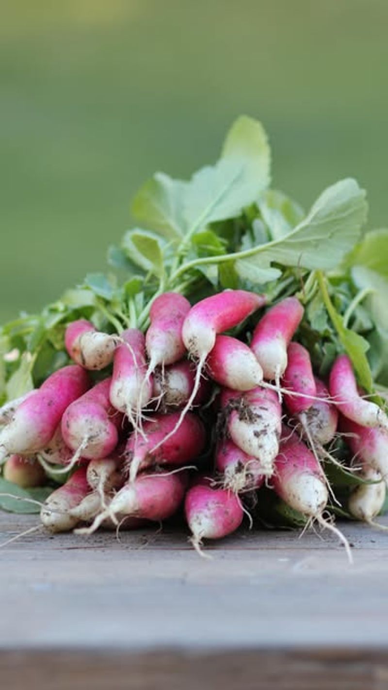 Radishes & Cucumbers
