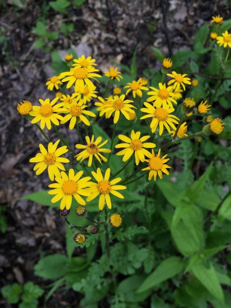 Ragwort