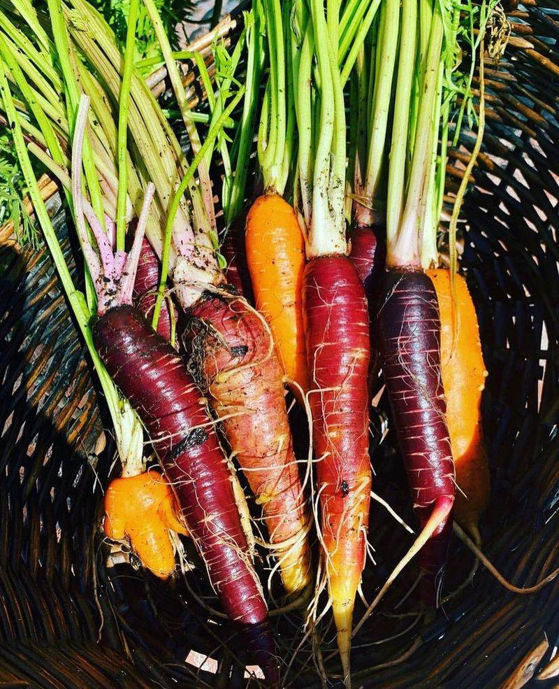 Rainbow Carrots