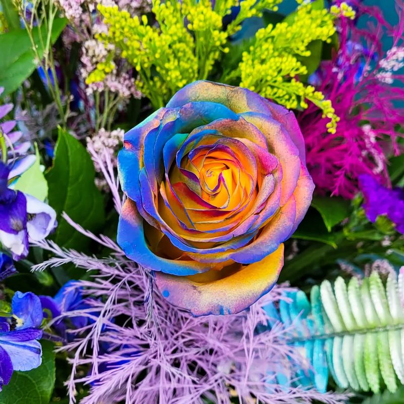 Rainbow Rose