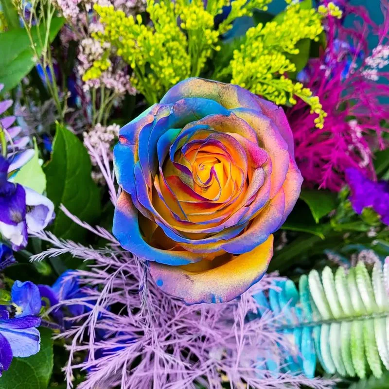 Rainbow Rose
