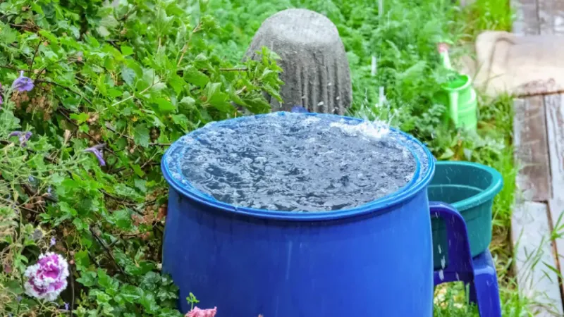 Rainwater Collection