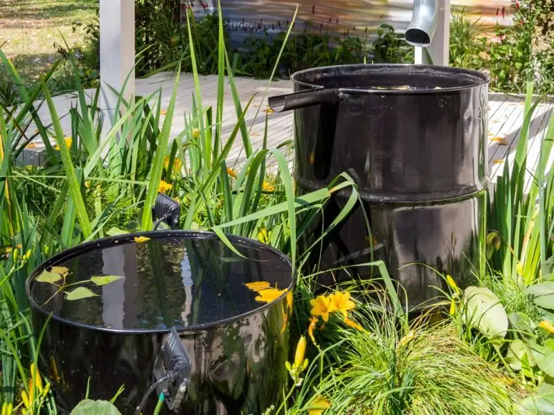 Rainwater Harvesting for Watering