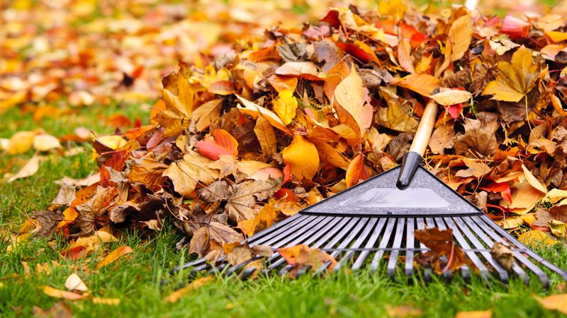 Raking Leaves Obsessively