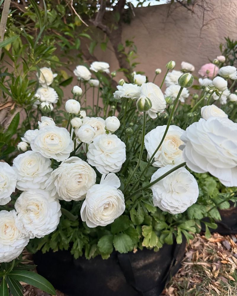 Ranunculus