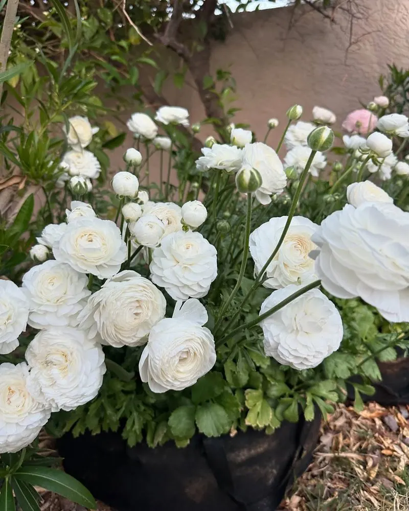 Ranunculus