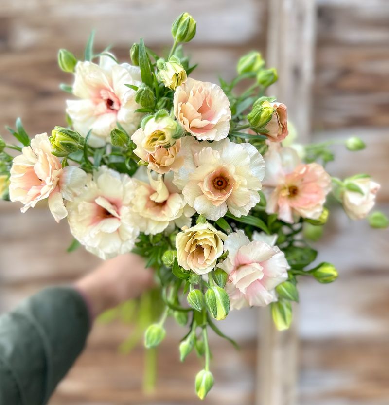 Ranunculus