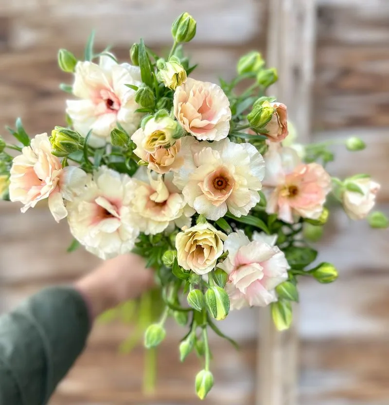 Ranunculus