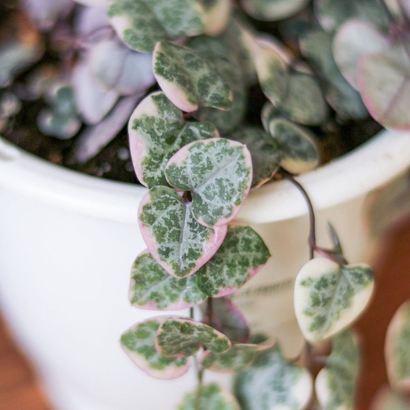 Rare Plant Finds
