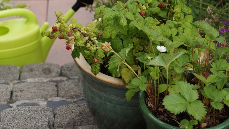 Raspberries