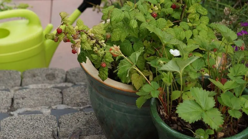 Raspberries