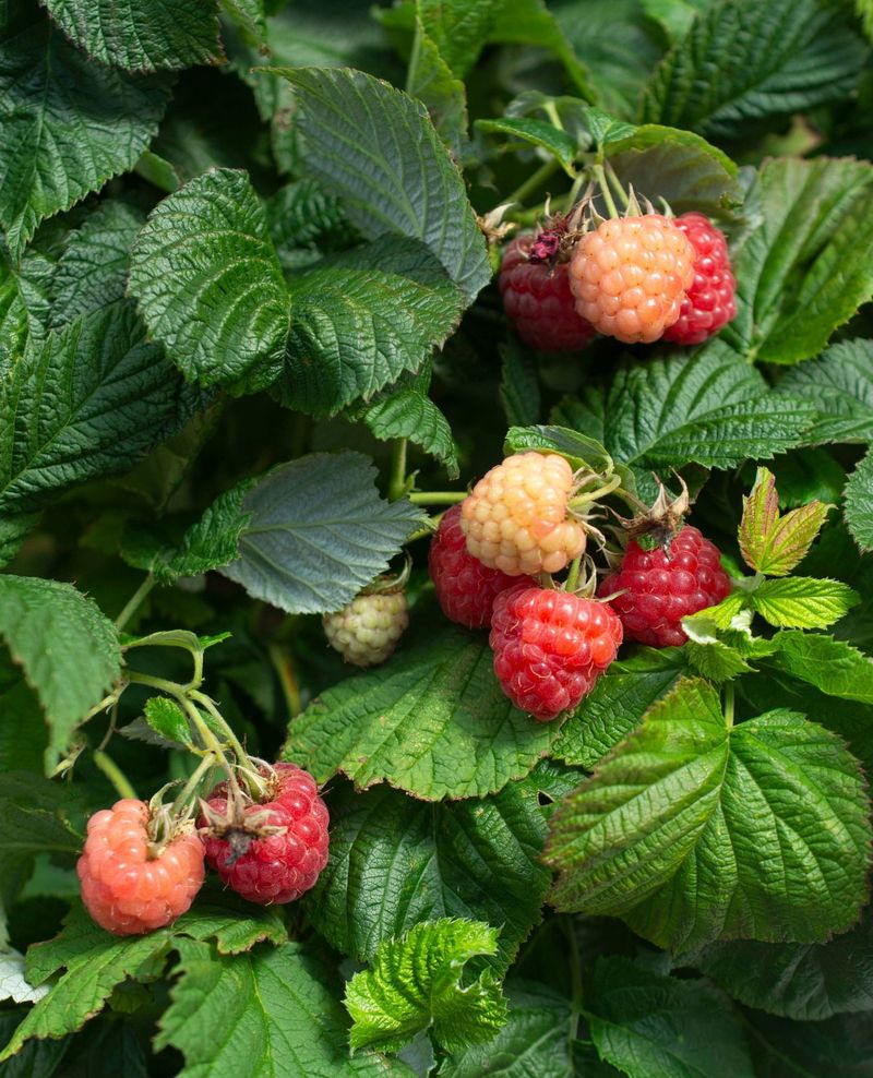 Raspberries