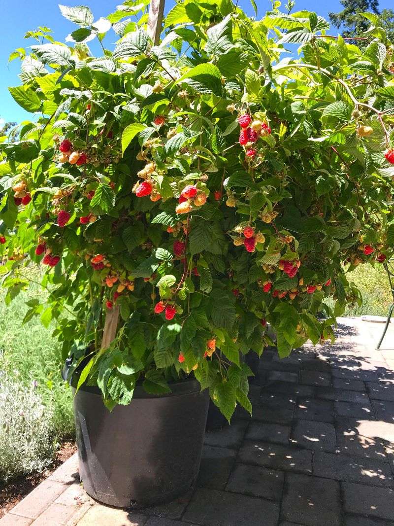 Raspberries