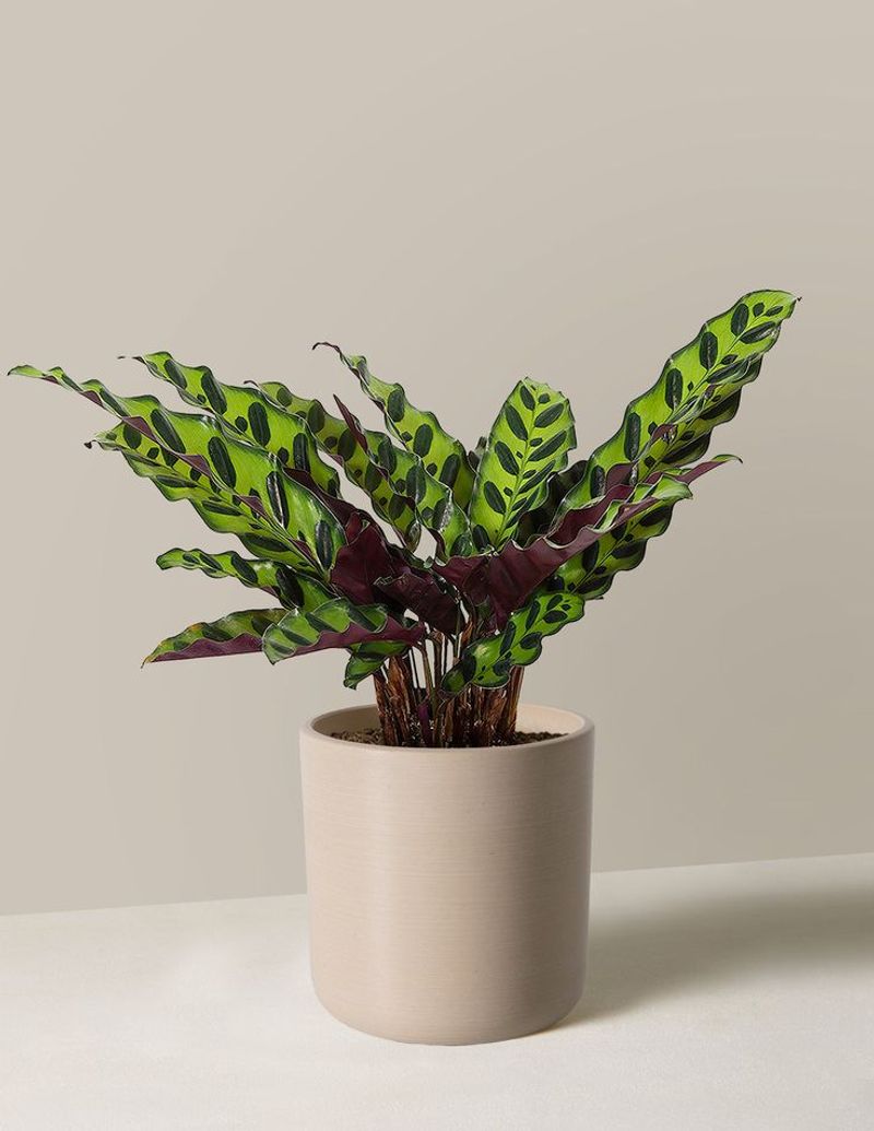 Rattlesnake Plant
