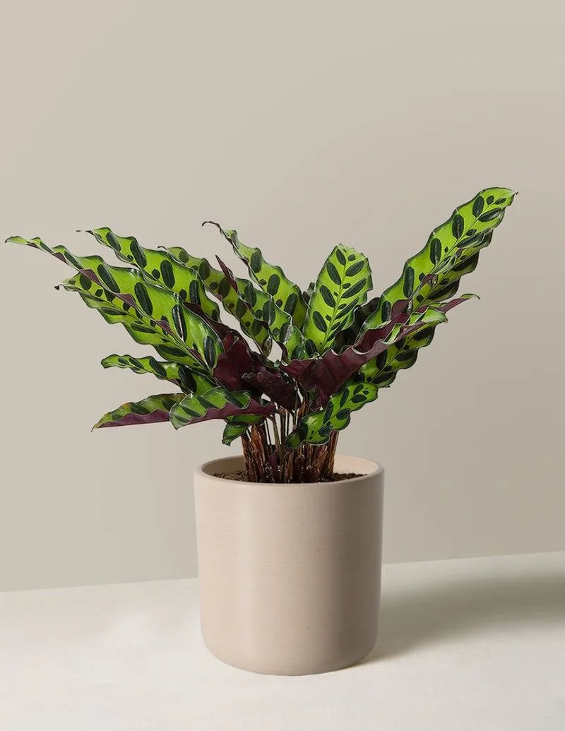 Rattlesnake Plant
