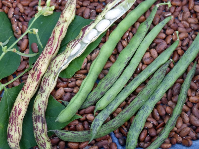 Rattlesnake Pole Bean