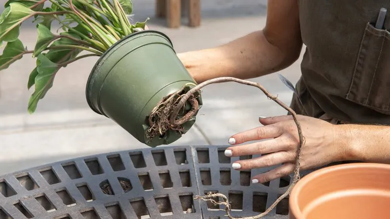 Re-pot with Fresh Soil
