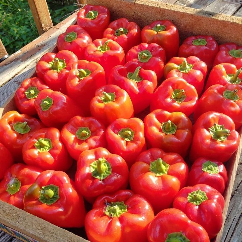 Red Bell Peppers