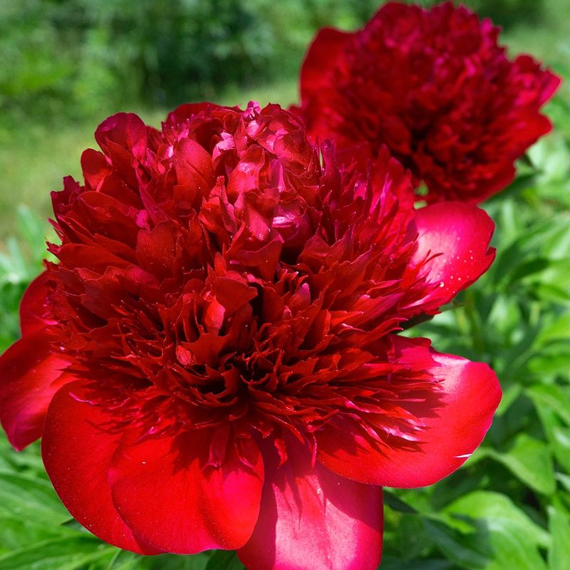 Red Charm Peony