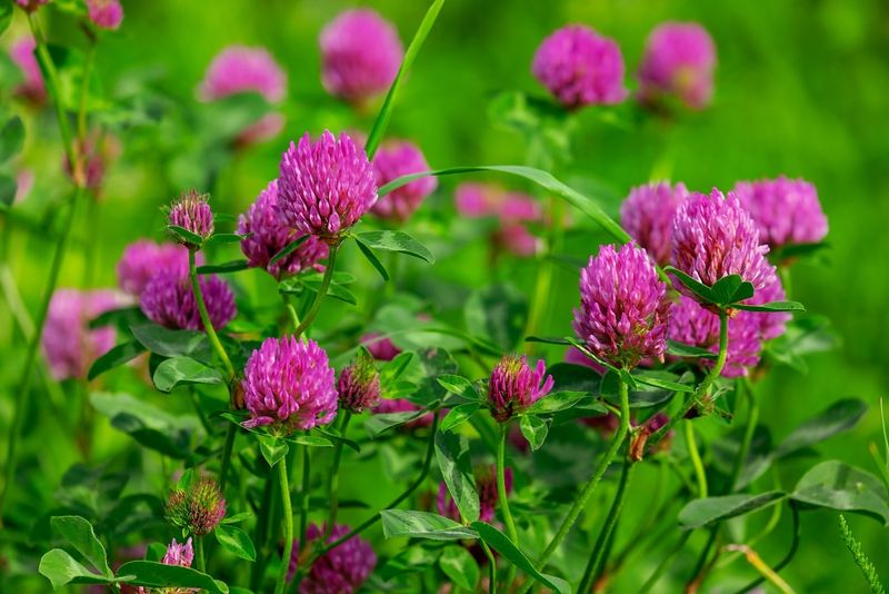 Red Clover