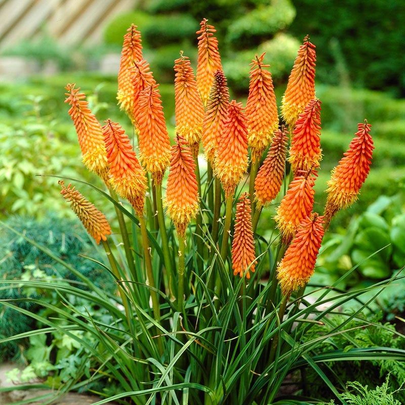 Red Hot Poker