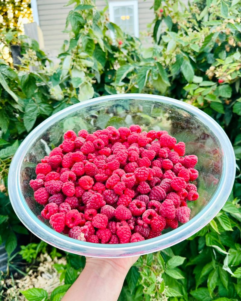 Red Raspberries