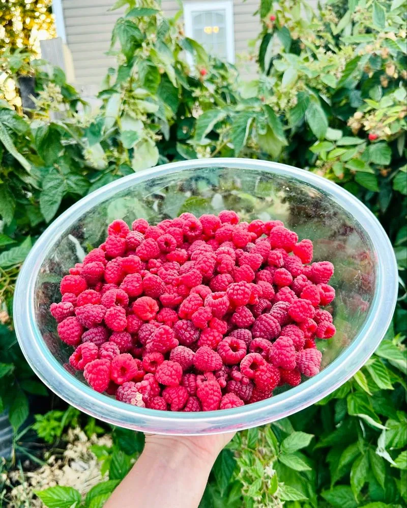 Red Raspberries