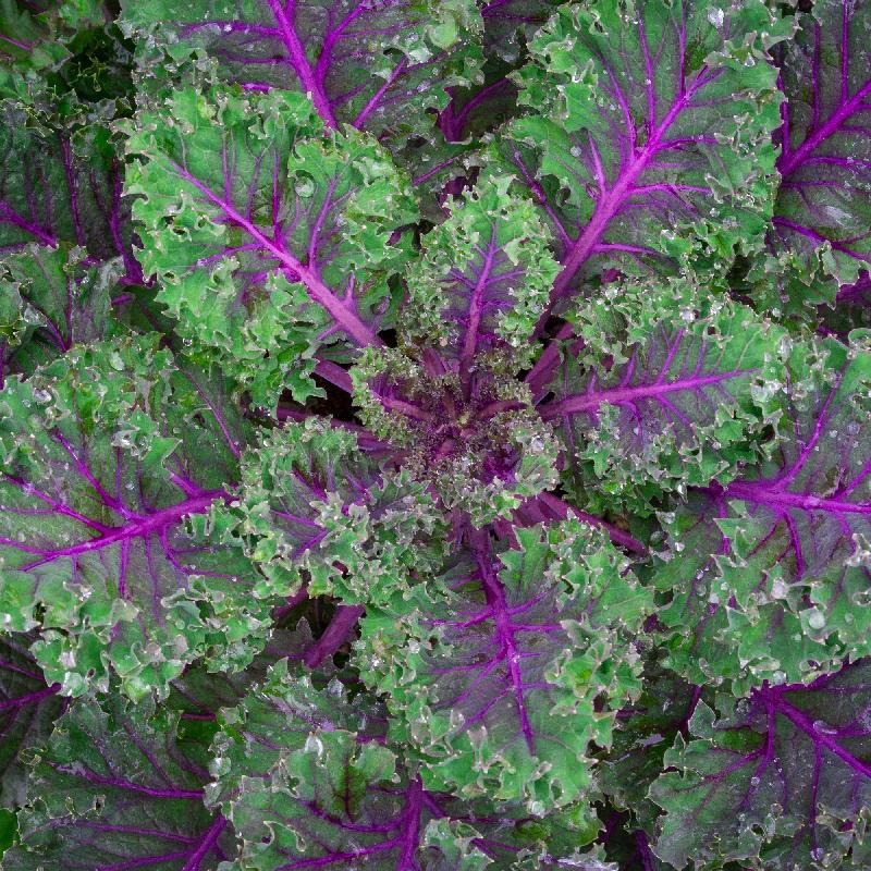 Red Russian Kale