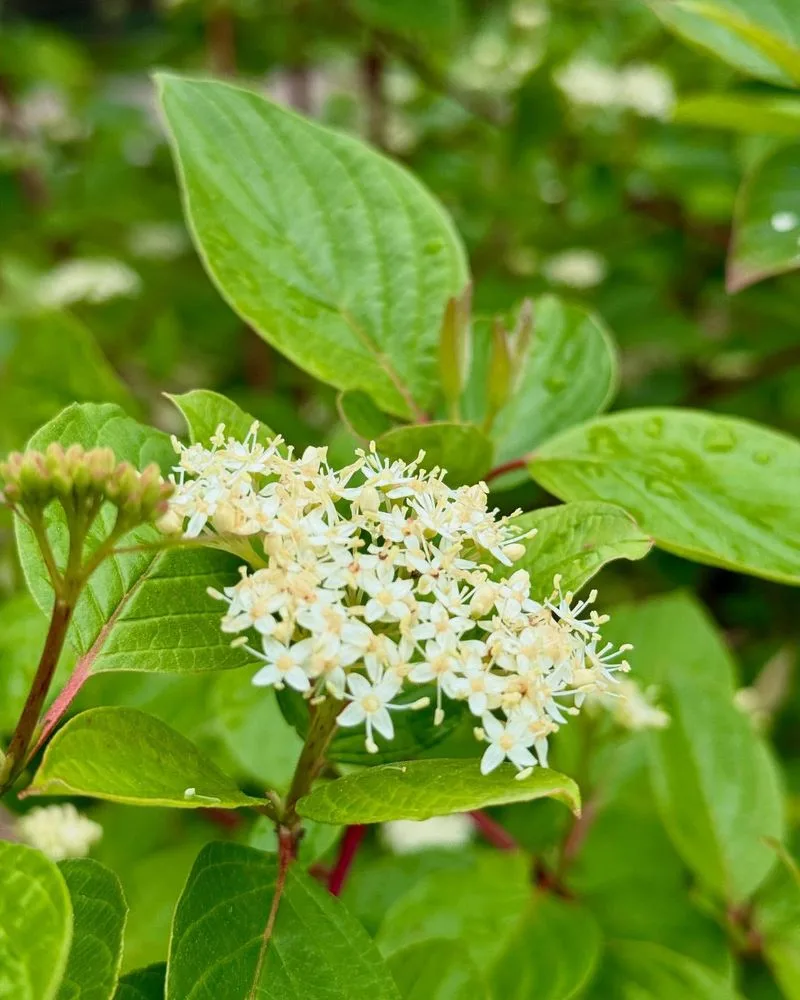 Red Twig Dogwood (Cornus sericea)