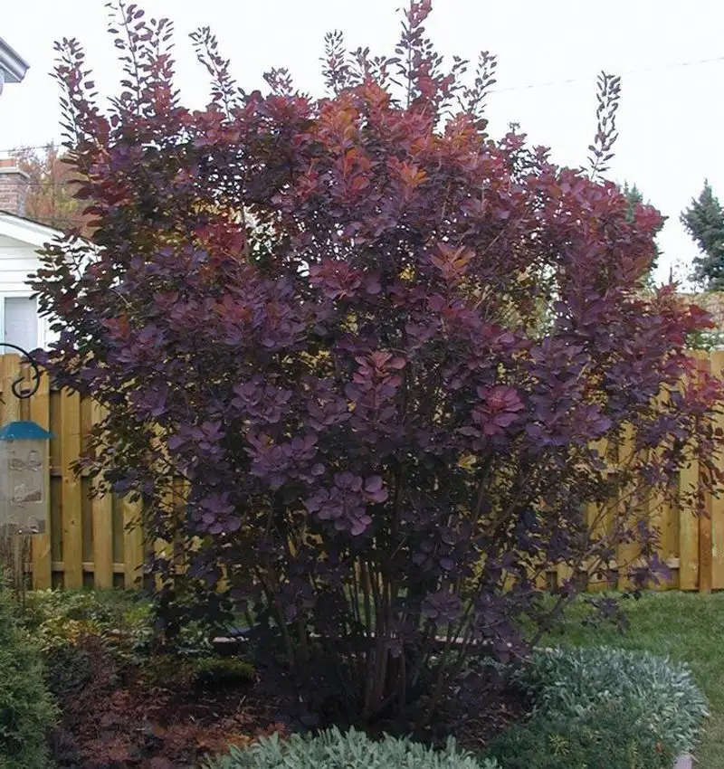 Smoke Bush
