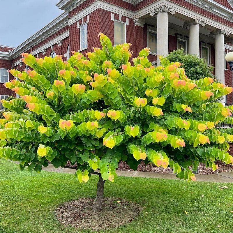 Redbud Tree