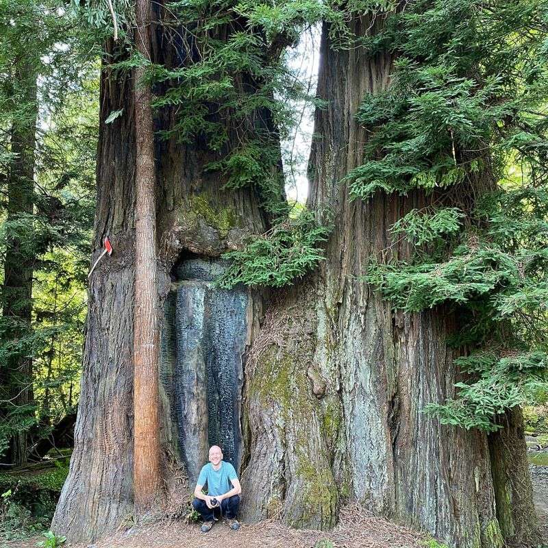 Redwood