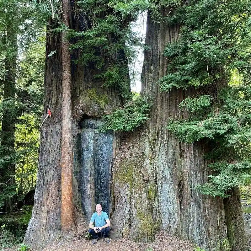 Redwood