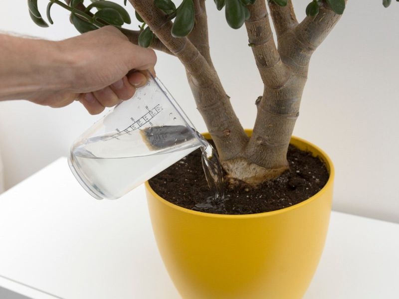 Remove Salt Buildup