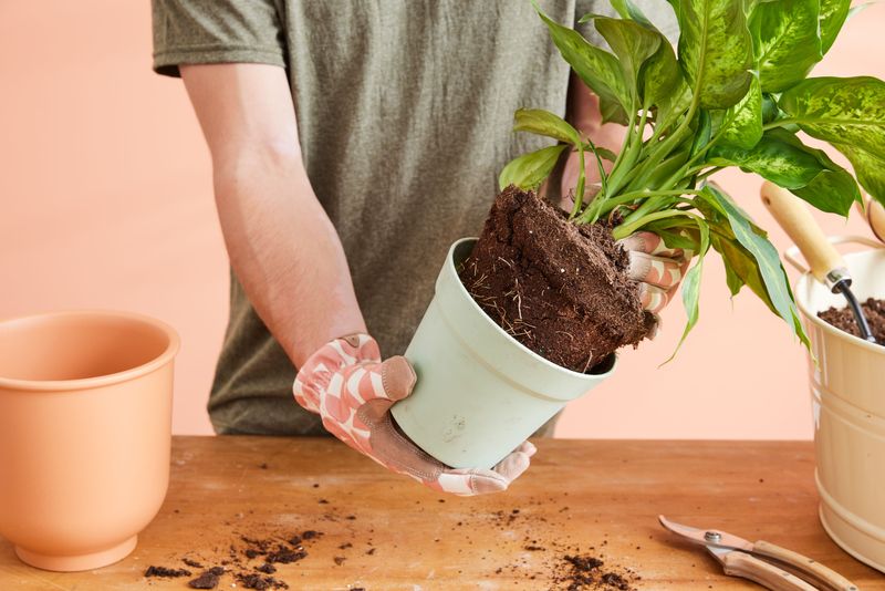 Repotting