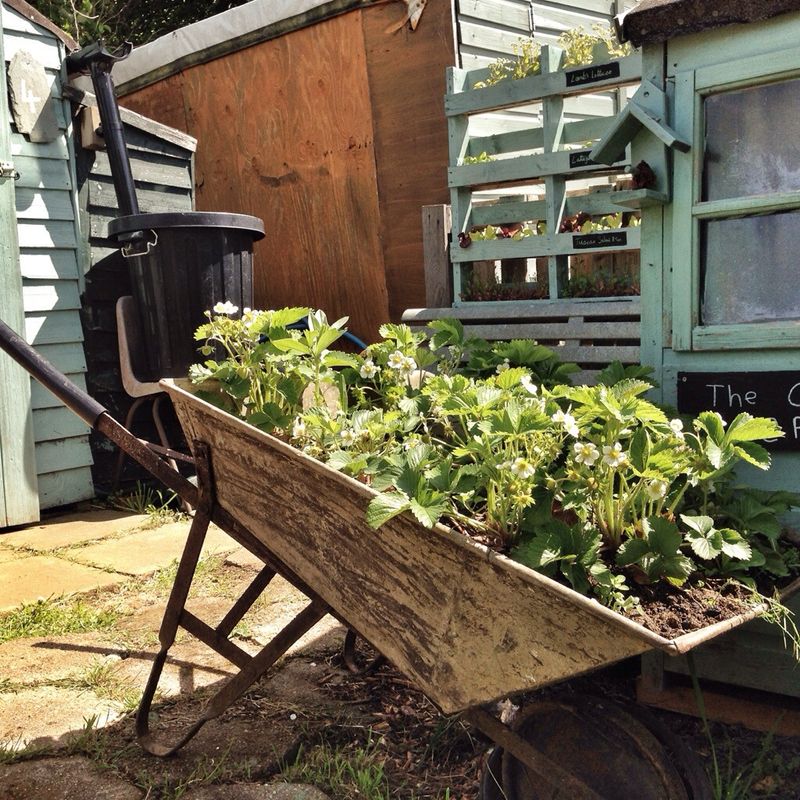 Repurposed Wheelbarrow Planter