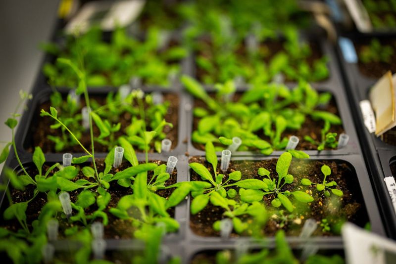 Resilience and Adaptability