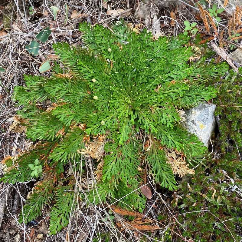 Resurrection Plant's Revival