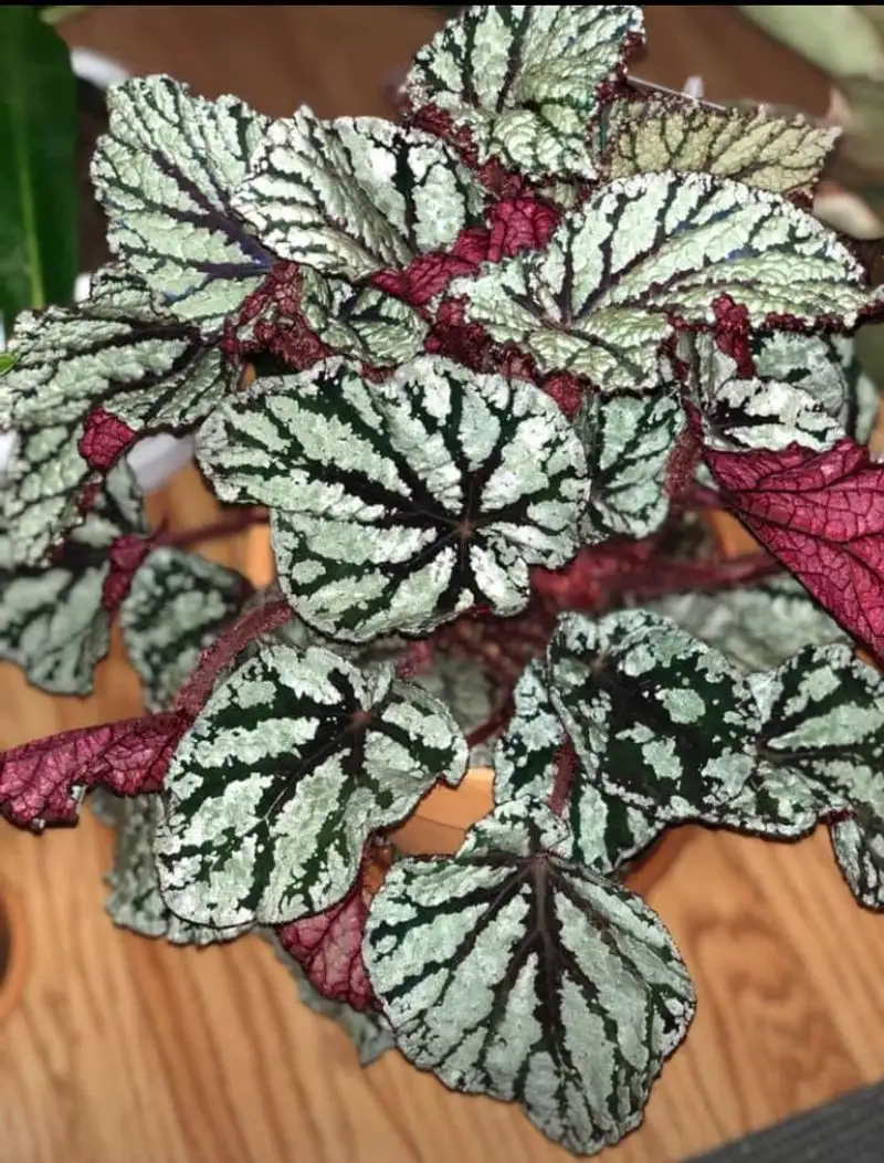 Rex Begonia