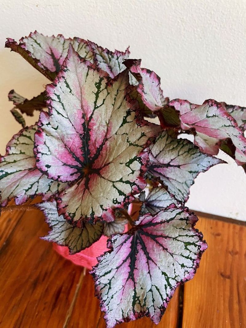 Rex Begonia