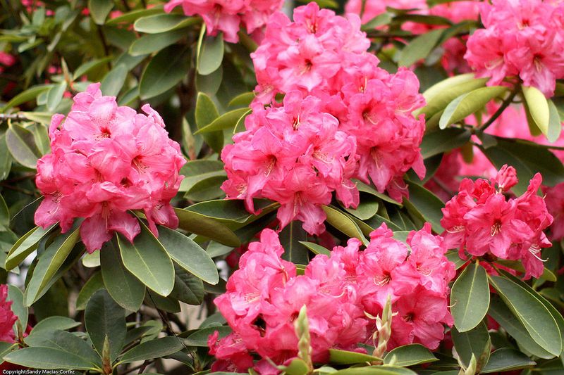 Rhododendron (Repel)